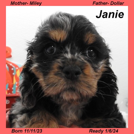 puppy, for, sale, Cocker Spaniel, Joe & Cherri  Overlease, dog, breeder, Miller, MO, dog-breeder, puppy-for-sale, forsale, nearby, find, puppyfind, locator, puppylocator, aca